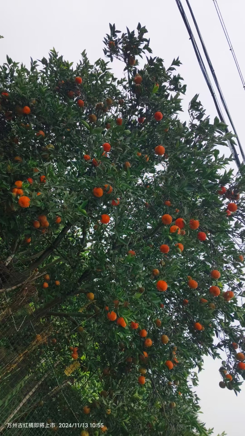 红桔，古红橘，老树红橘，川红桔，红袍柑货源充足，产地直发