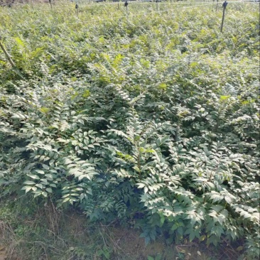黄柏苗60公分高起苗可视频看货