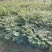 黄柏苗60公分高起苗可视频看货