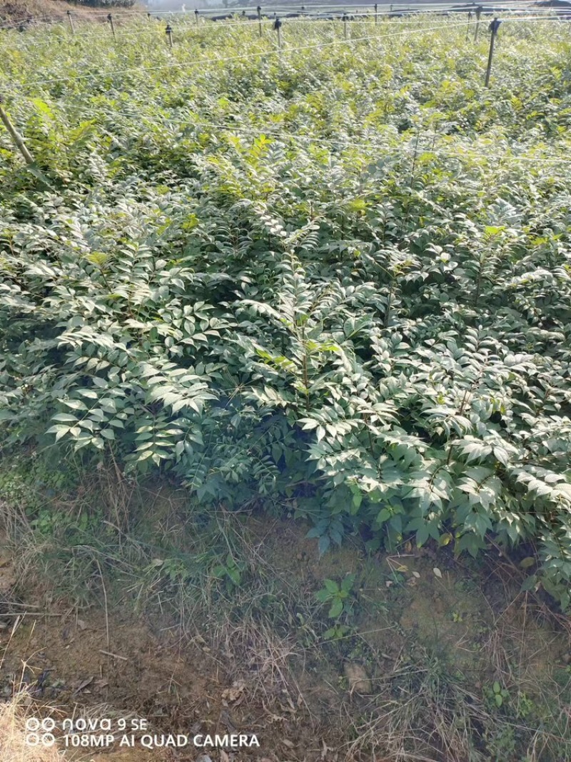 黄柏苗60公分高起苗可视频看货