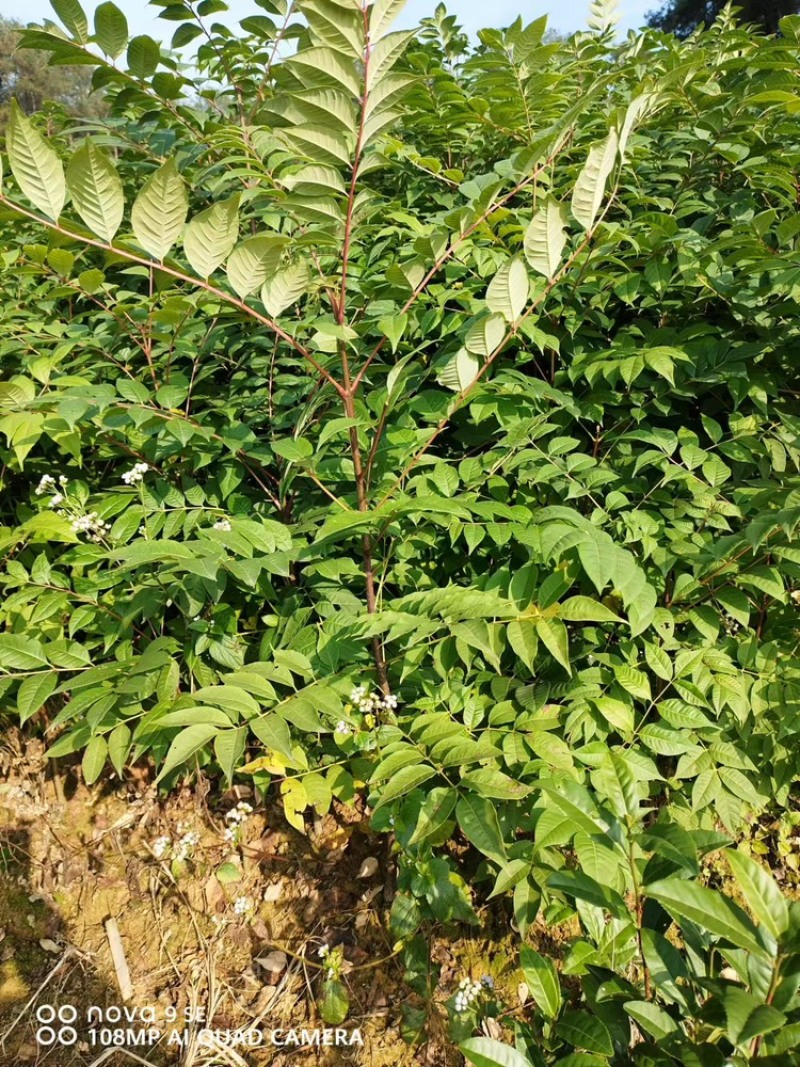 黄柏苗60公分高起苗可视频看货