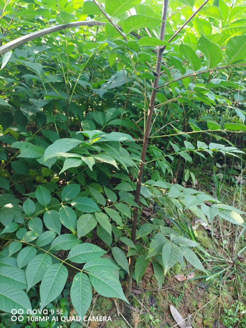 黄柏苗60公分高起苗可视频看货