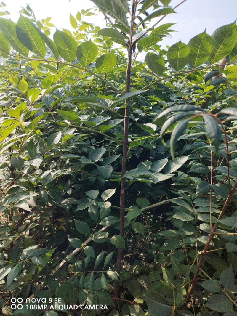 黄柏苗60公分高起苗可视频看货