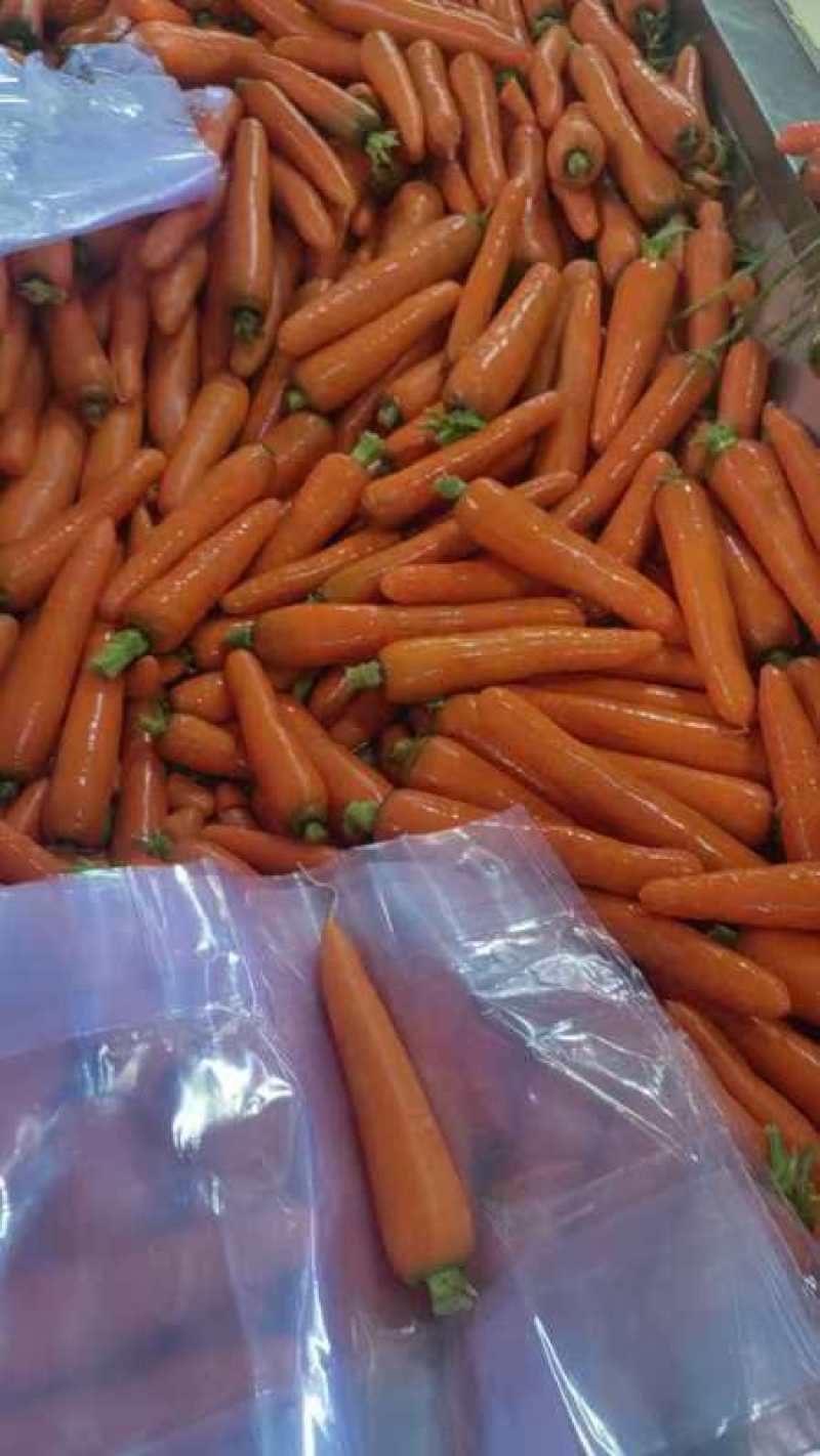 河南产区胡萝卜大量上市，有产量有质量！欢迎全国客商来产地