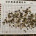 藿香全草干货新货颜色好