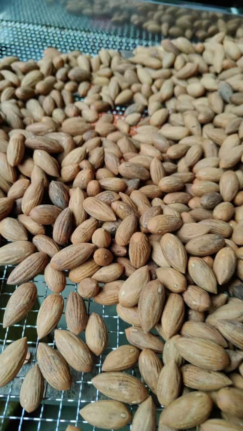 精品香榧榧子一手货源量大从优质量保证欢迎咨询下单