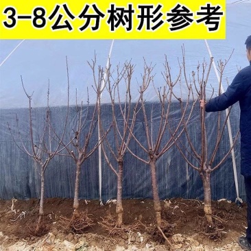 樱桃树苗，大树3到8公分左右的，带土树发货