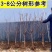 樱桃树苗，大树3到8公分左右的，带土树发货