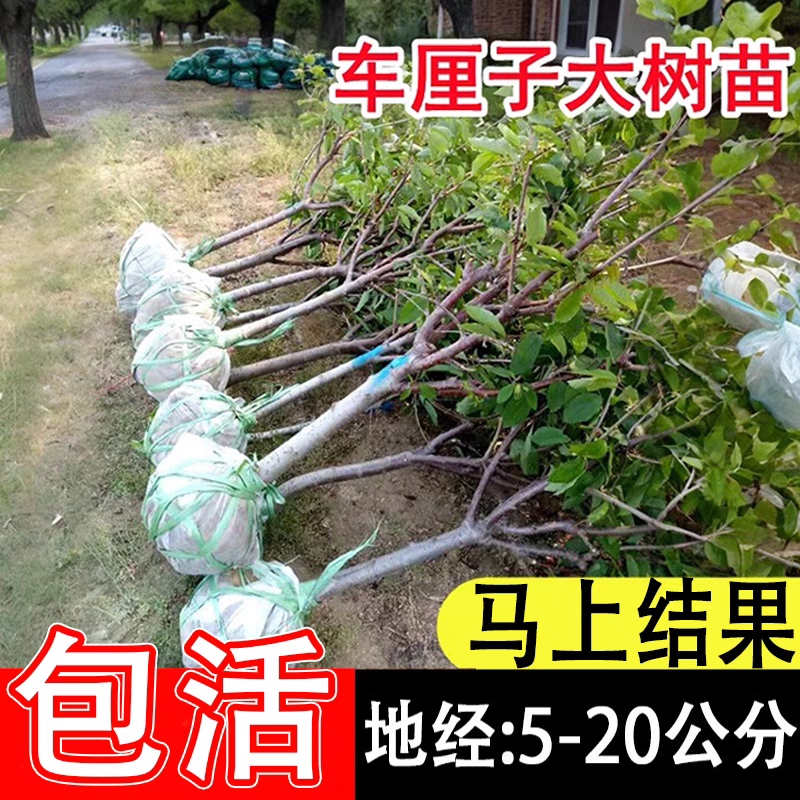 樱桃树苗，大树3到8公分左右的，带土树发货