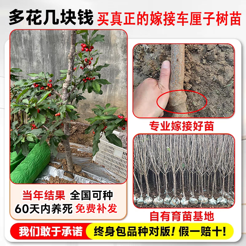 樱桃树苗，大树3到8公分左右的，带土树发货