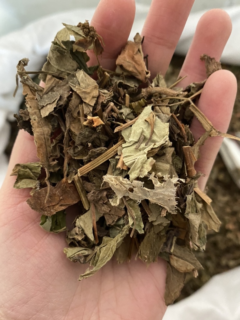鱼腥草今年新货产品实拍