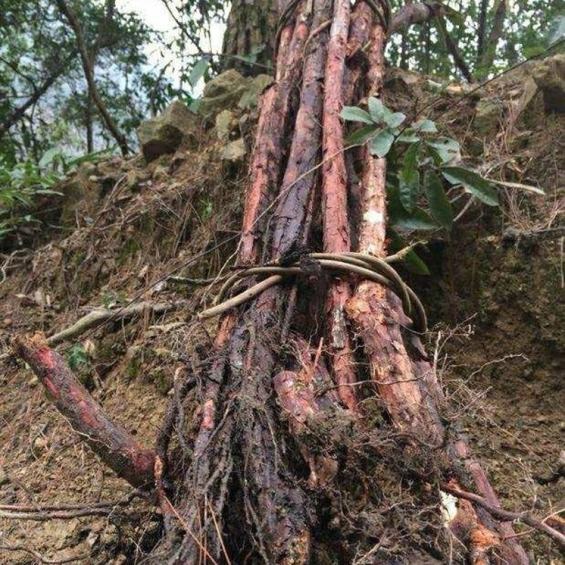 新鲜野生红刺藤根红荆藤山木香根倒钩刺根小和尚头泡酒中药材