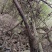 新鲜野生红刺藤根红荆藤山木香根倒钩刺根小和尚头泡酒中药材