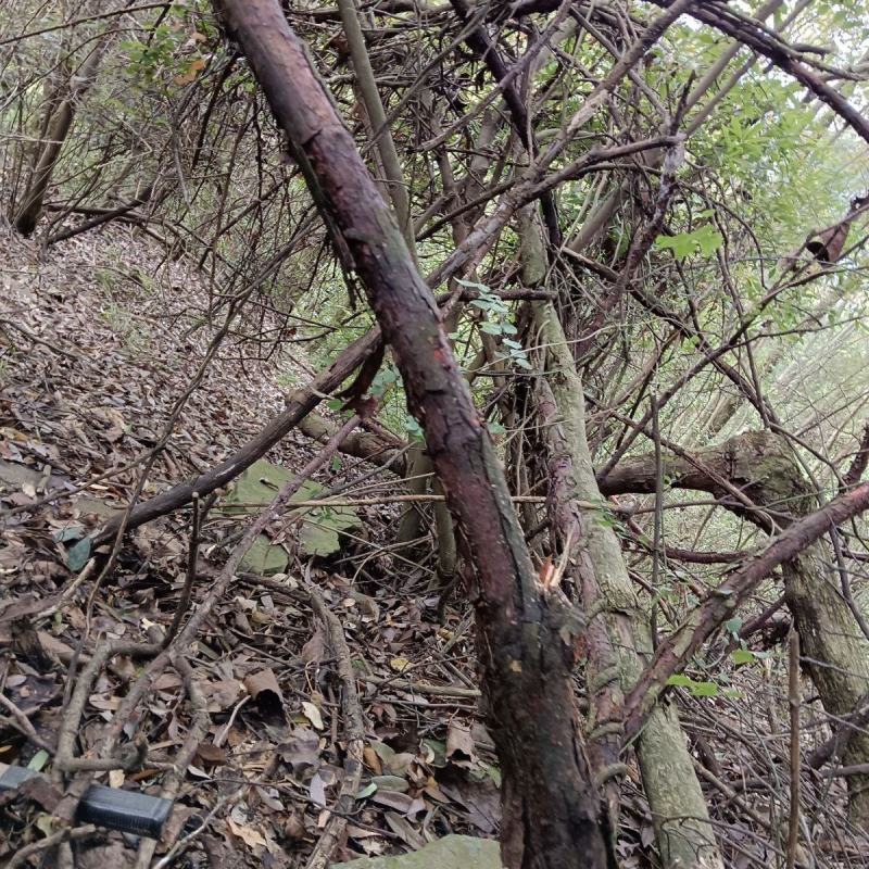 新鲜野生红刺藤根红荆藤山木香根倒钩刺根小和尚头泡酒中药材