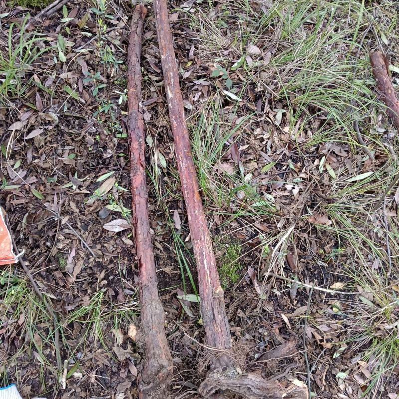 新鲜野生红刺藤根红荆藤山木香根倒钩刺根小和尚头泡酒中药材