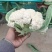 河北菜花大量供应乳白小米粒80花量大从优