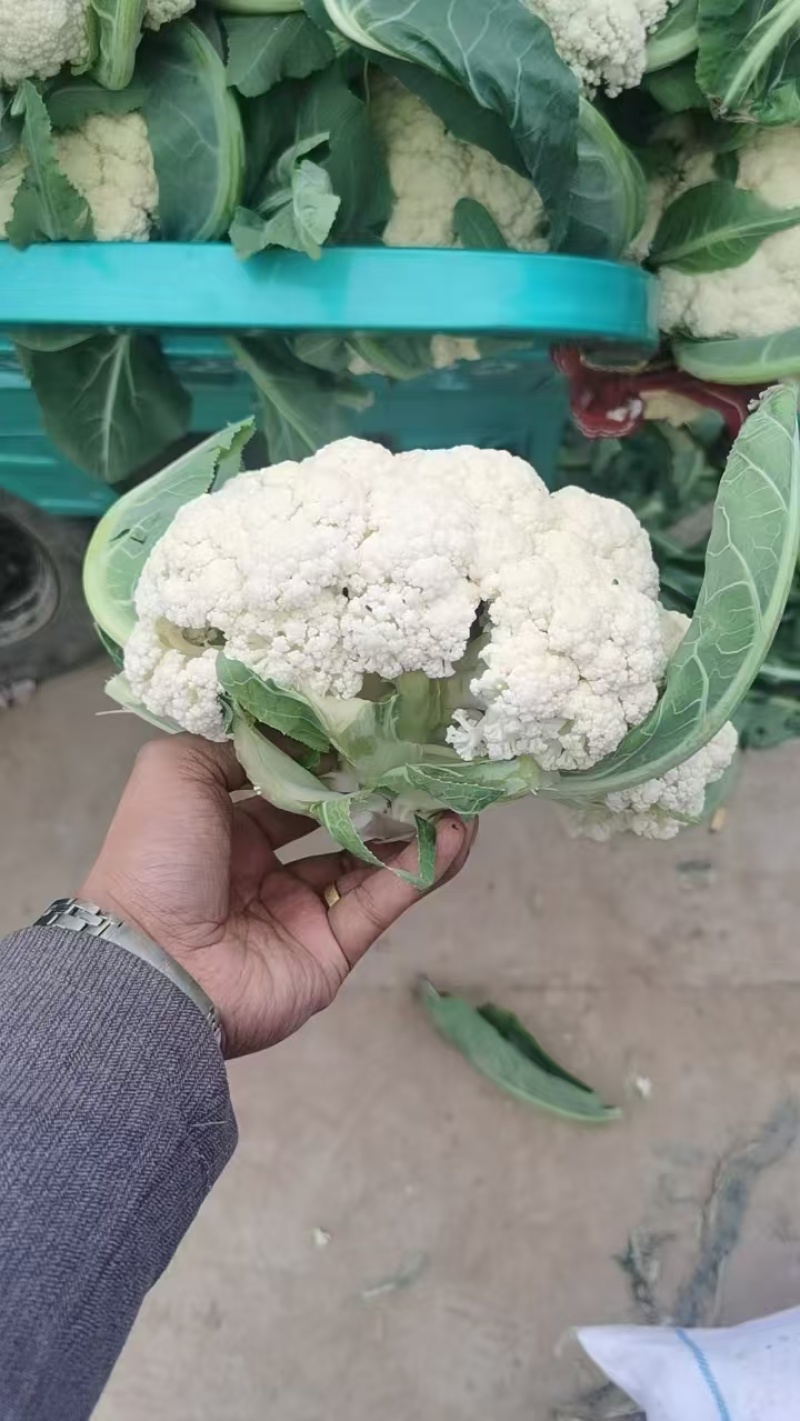 河北菜花大量供应乳白小米粒80花量大从优