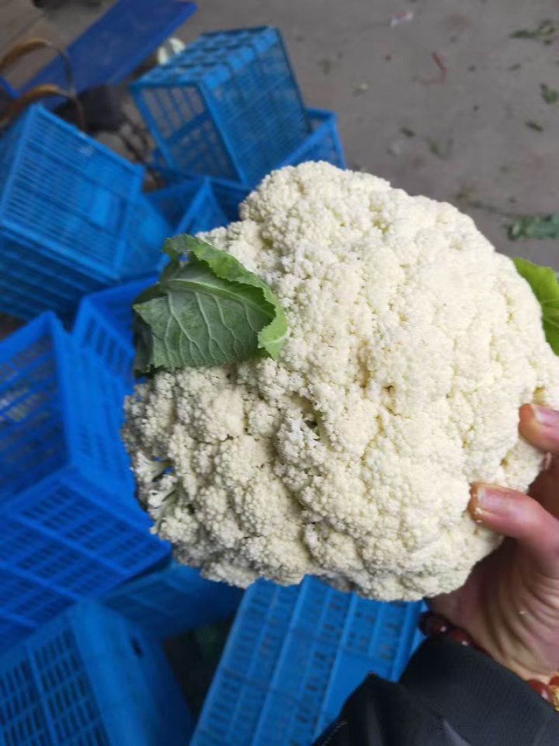 河北菜花大量供应乳白小米粒80花量大从优