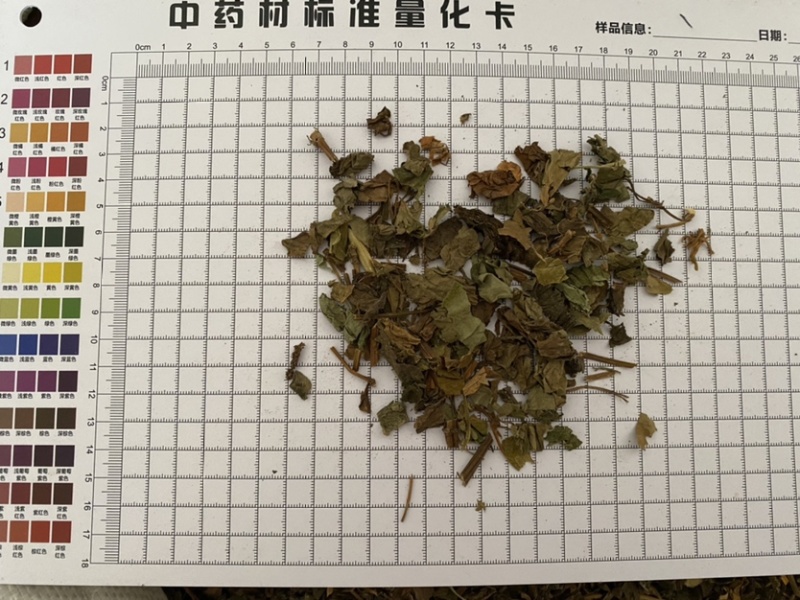 鱼腥草今年新货产品实拍