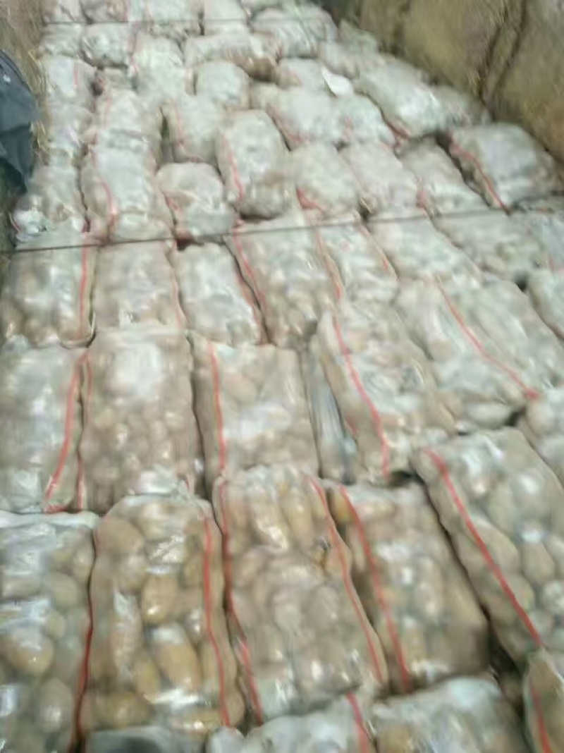 河南土豆价格美丽品质好货欢迎长期合作