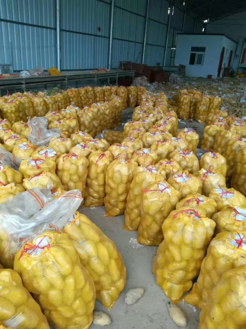 河南土豆价格美丽品质好货欢迎长期合作