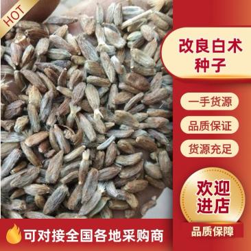 河北二年改良白术种子，上市了，保发芽率，欢迎咨询预定