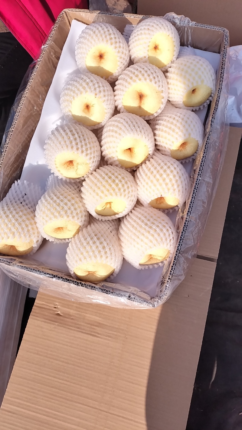 山西平遥贡梨个头均匀品质保证供全国渠道走货