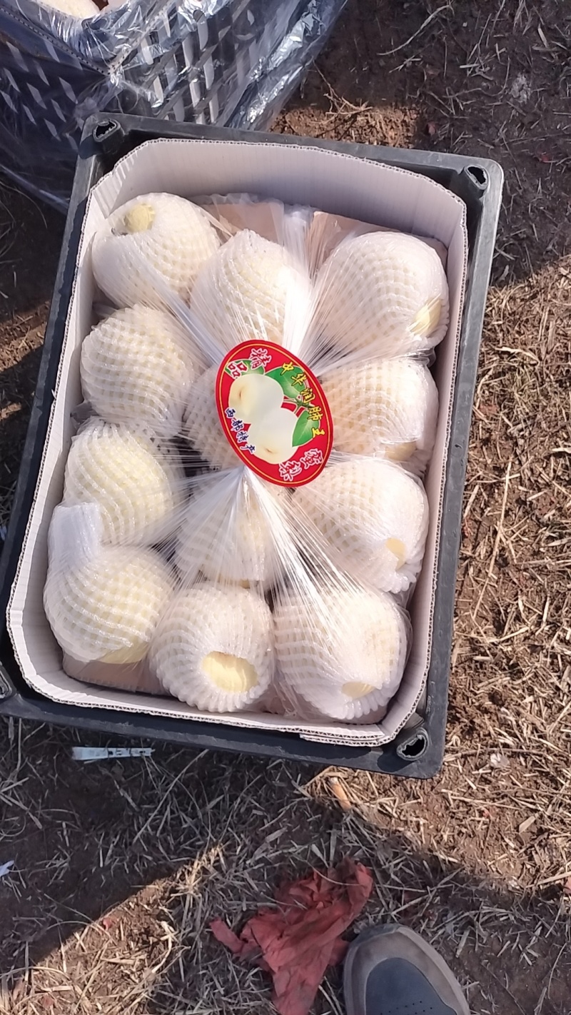 山西平遥贡梨个头均匀品质保证供全国渠道走货