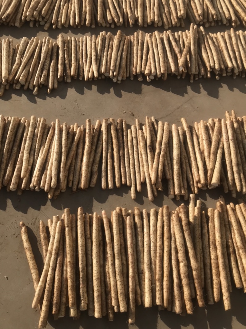 正宗新鲜现挖山药软糯淮小白嘴山药当季产地直发网袋山药