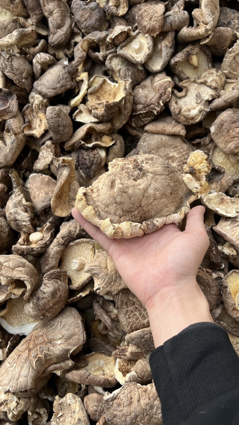 【干香菇】香菇薄片大片全国发货量大价格低