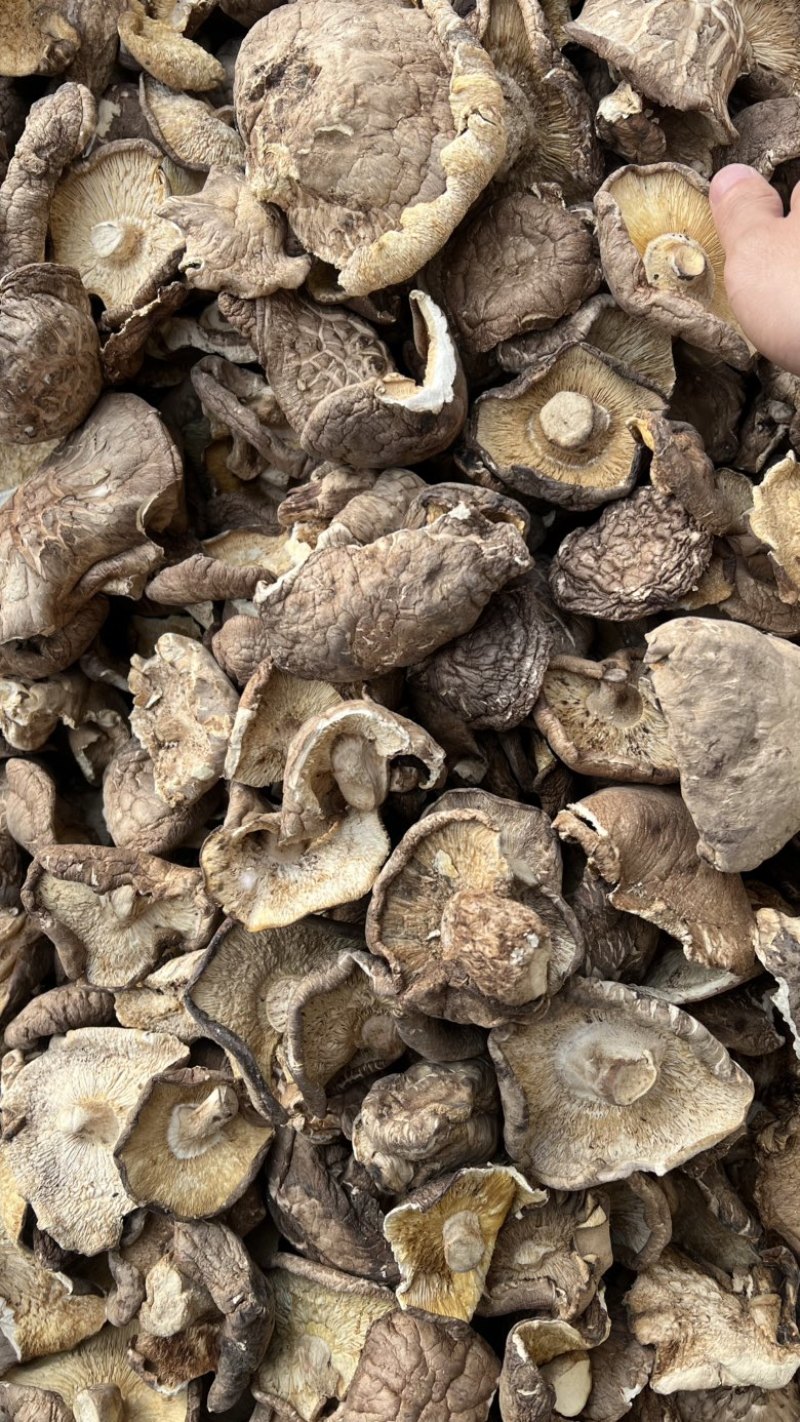 【干香菇】香菇薄片大片全国发货量大价格低