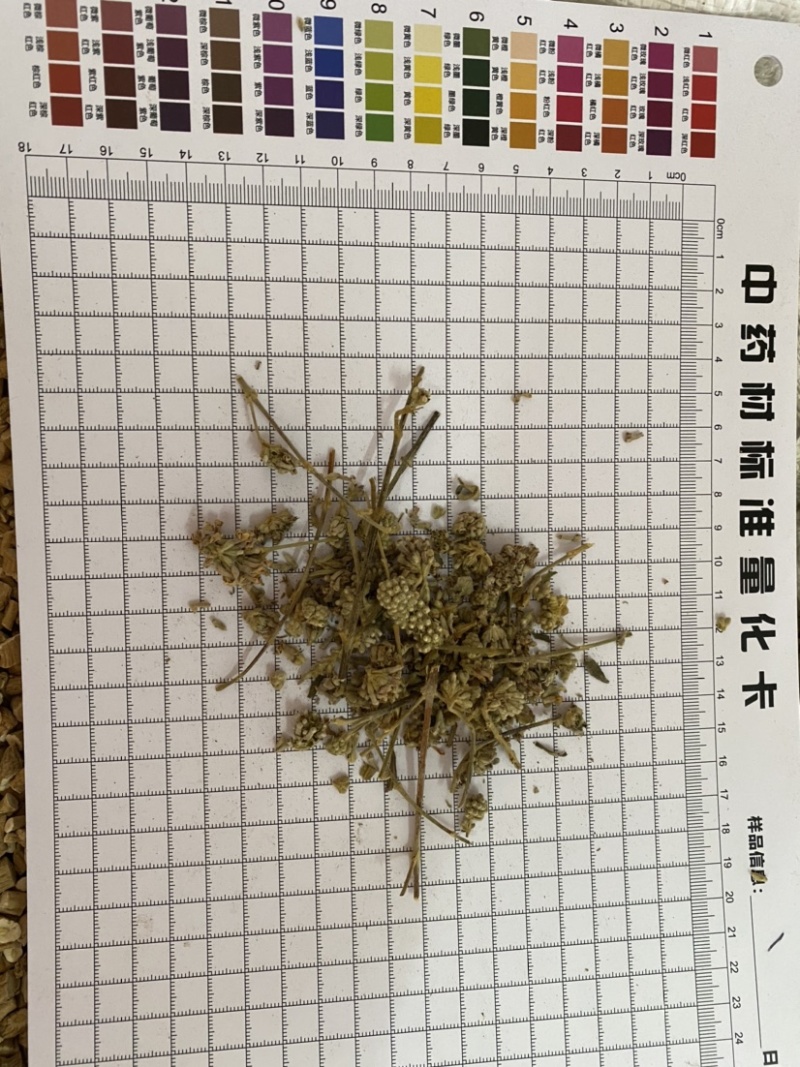 密蒙花新货产品实拍