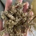密蒙花新货产品实拍