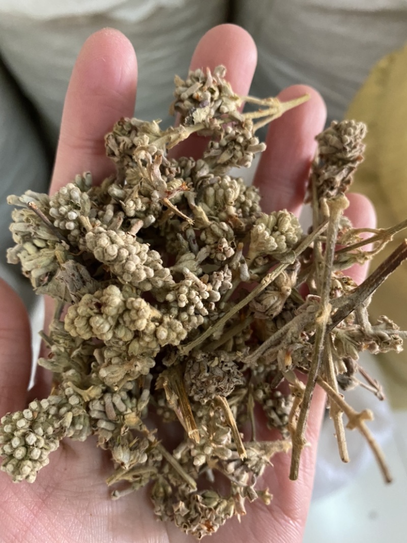 密蒙花新货产品实拍
