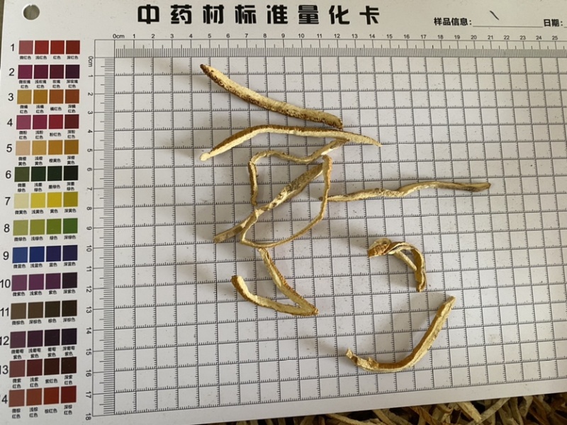 桔红桔红丝颜色好实图拍摄