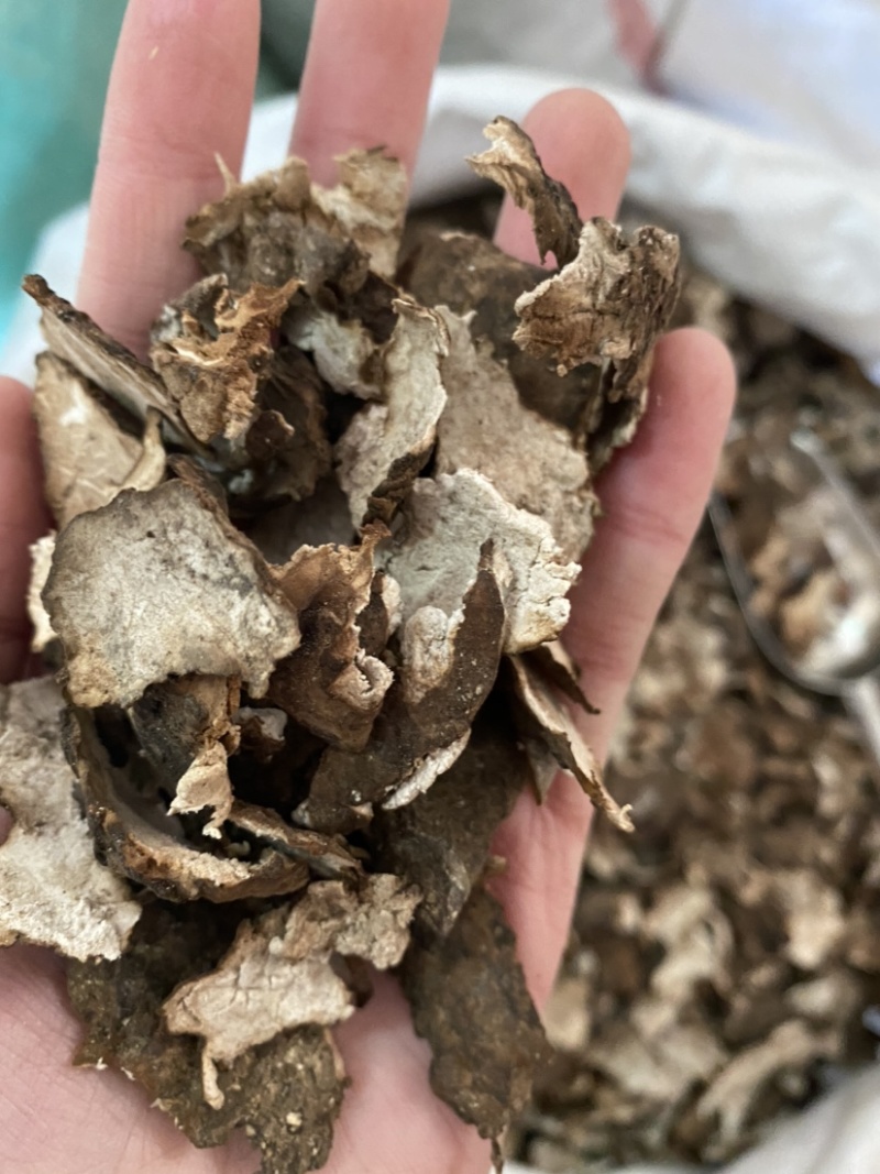 茯苓皮统货产品实拍