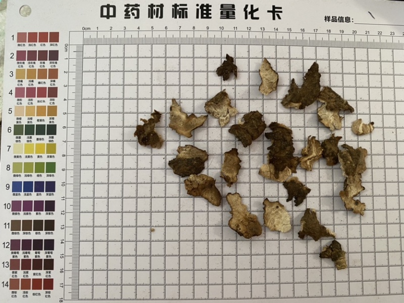 茯苓皮统货产品实拍