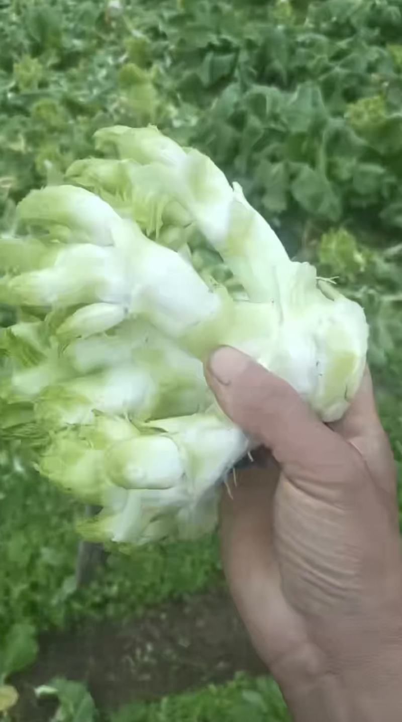 儿菜四川儿菜对接商超批发档口价格随行情而定