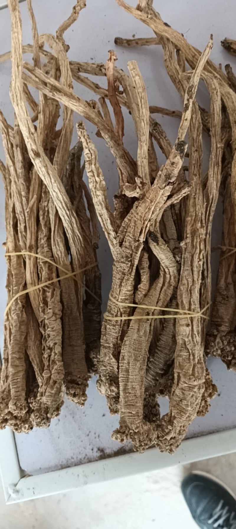 野党参，这是大山深处的瑰宝，需要的联系
