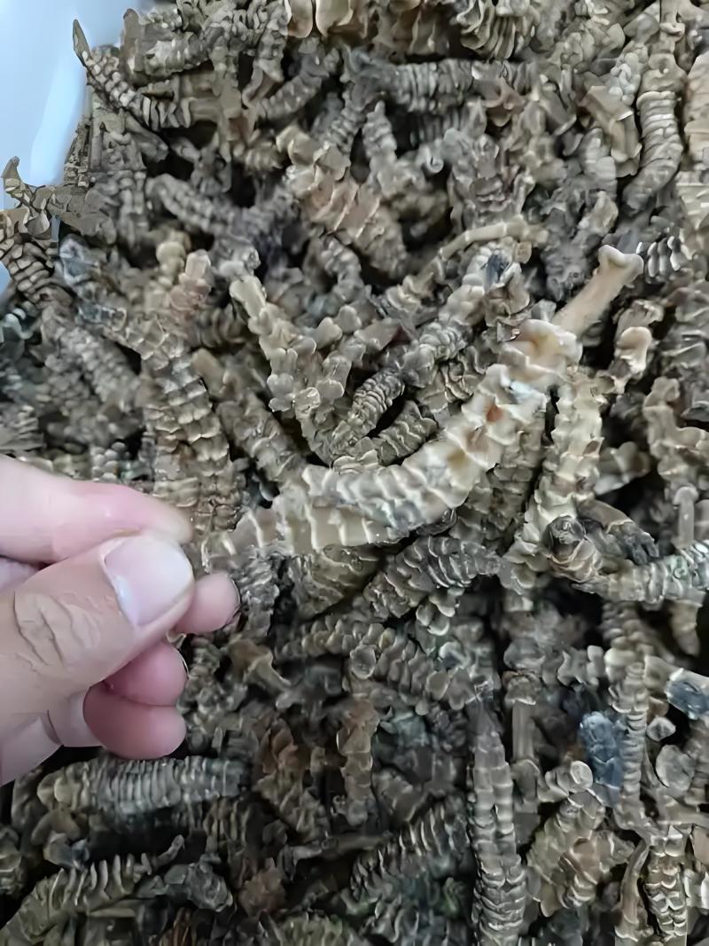 新鲜虫草参干货，绿色健康，营养丰富，适合炸炒拌炖汤泡酒等等