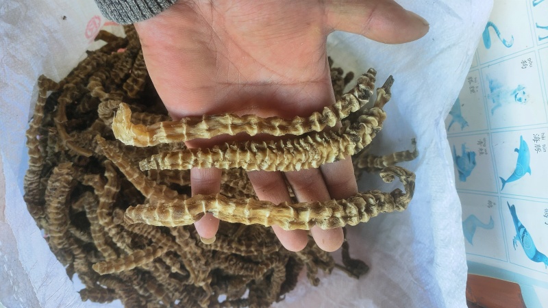 新鲜虫草参干货，绿色健康，营养丰富，适合炸炒拌炖汤泡酒等等