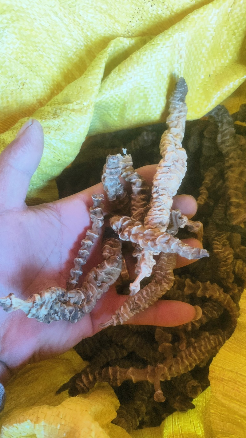 新鲜虫草参干货，绿色健康，营养丰富，适合炸炒拌炖汤泡酒等等