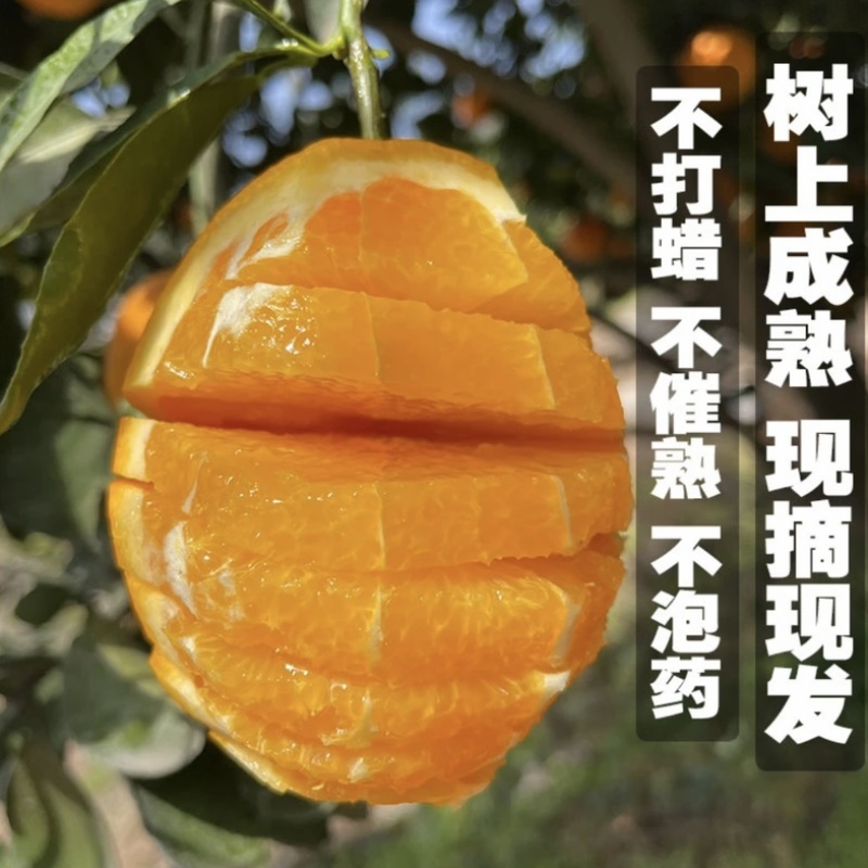 新鲜纽荷尔脐橙，秭归纽荷尔脐橙……