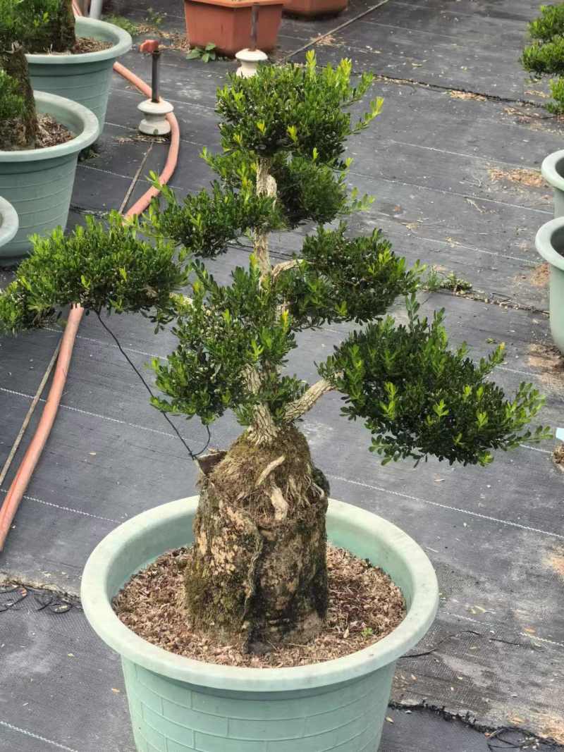 广东雀舌黄杨盆景室内外耐寒耐热