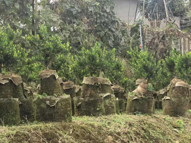 广东雀舌黄杨盆景室内外耐寒耐热