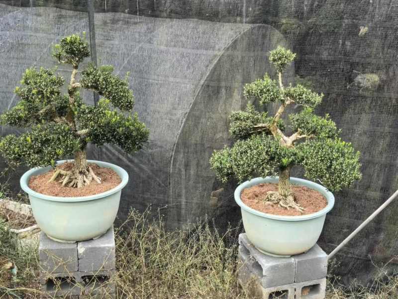 广东雀舌黄杨盆景室内外耐寒耐热