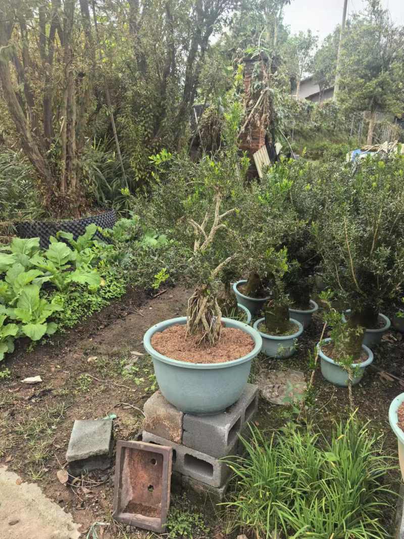 广东雀舌黄杨盆景室内外耐寒耐热