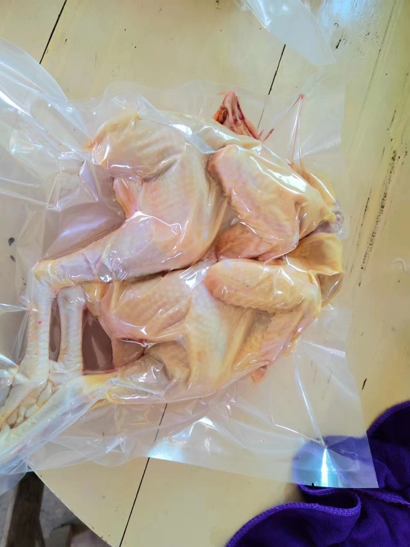 贵州大山散养不喂饲料老品种土鸡原生态健康食材吃出原始味道