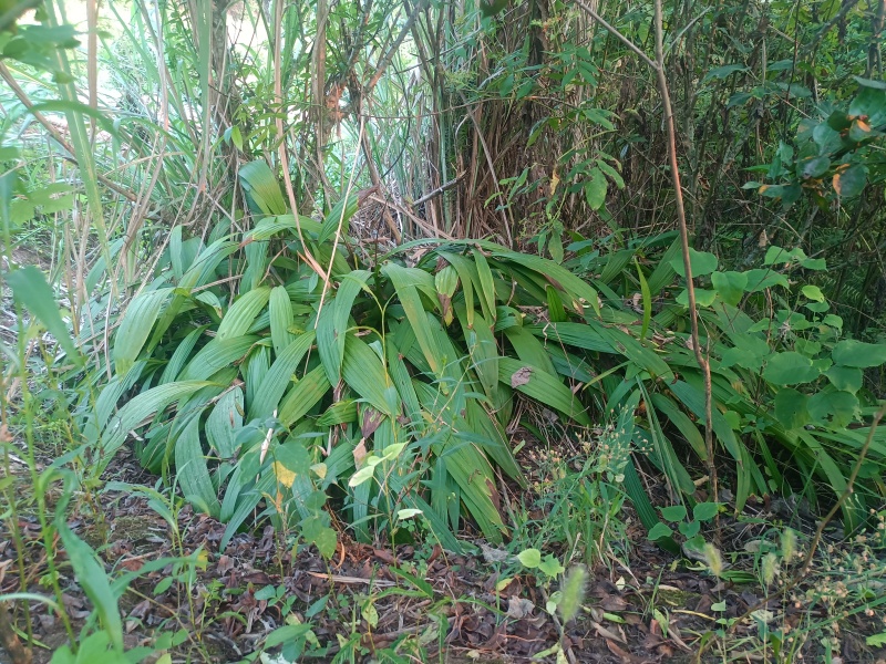 精品白芨多年生白芨现挖现发质量优良欢迎来电洽谈