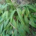 精品白芨多年生白芨现挖现发质量优良欢迎来电洽谈